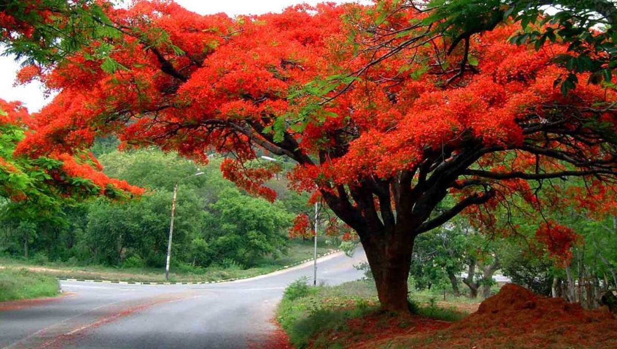 Flamboyán, el árbol que ilumina la Península de Yucatán: INFOGRAFÍA