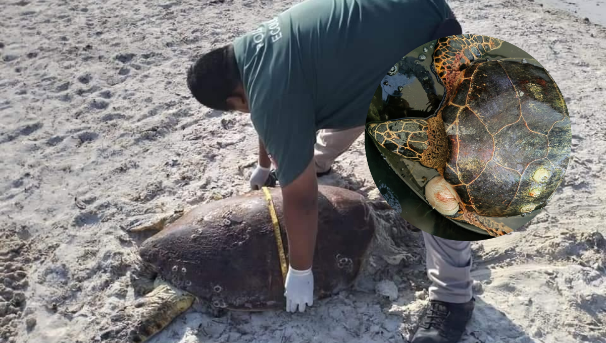 Perros destrozan a dos tortugas de carey en zona de anidación de Progreso