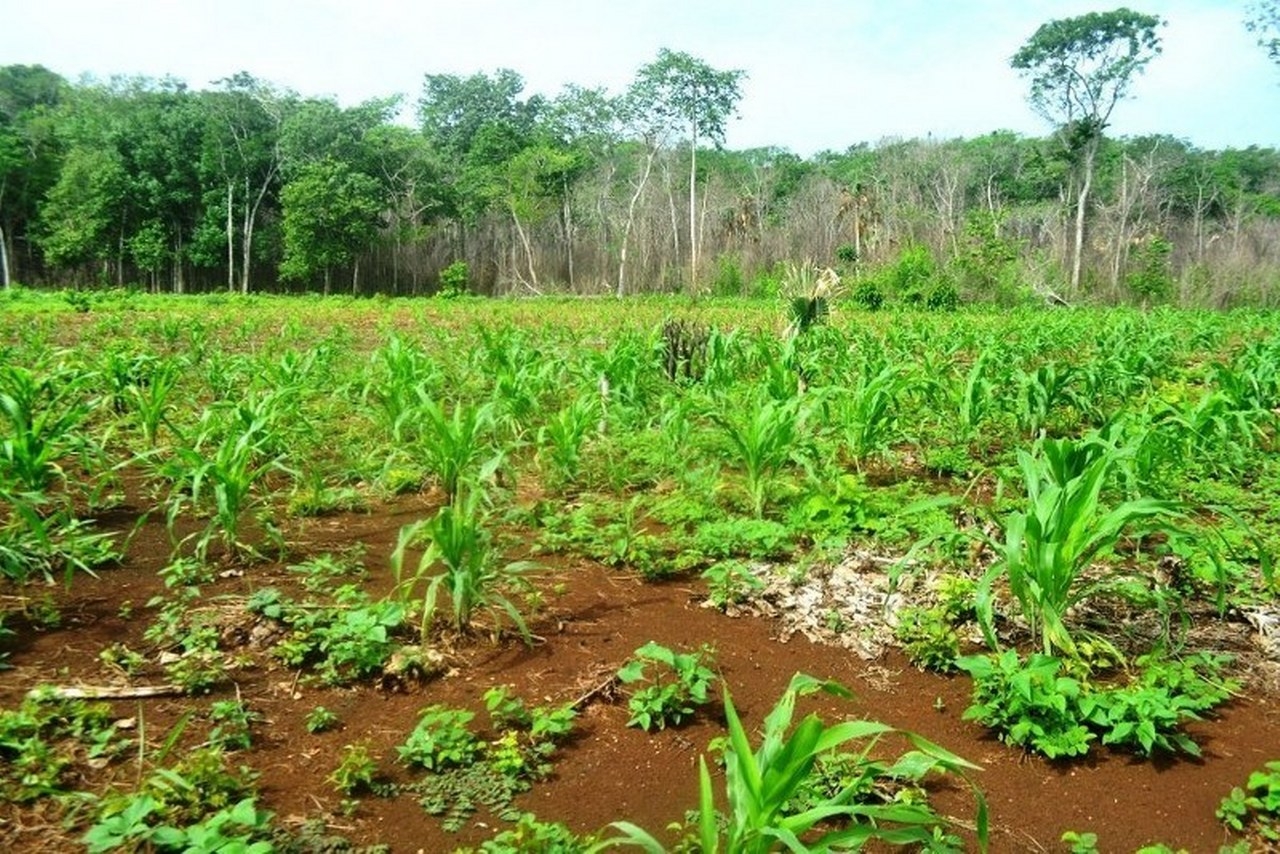 Retraso de lluvias obliga a productores en José María Morelos a cambiar fechas de siembras