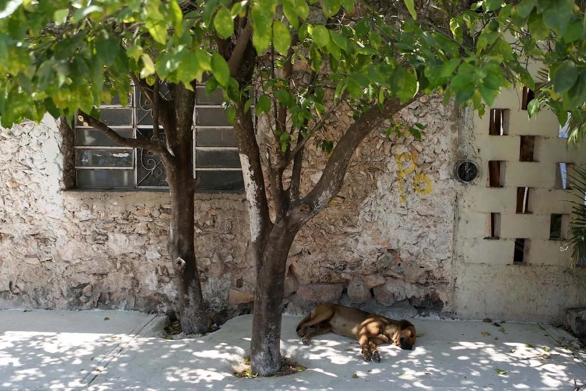 Ola de calor en Yucatán: ¿Cómo proteger a tu mascota de las altas temperaturas?