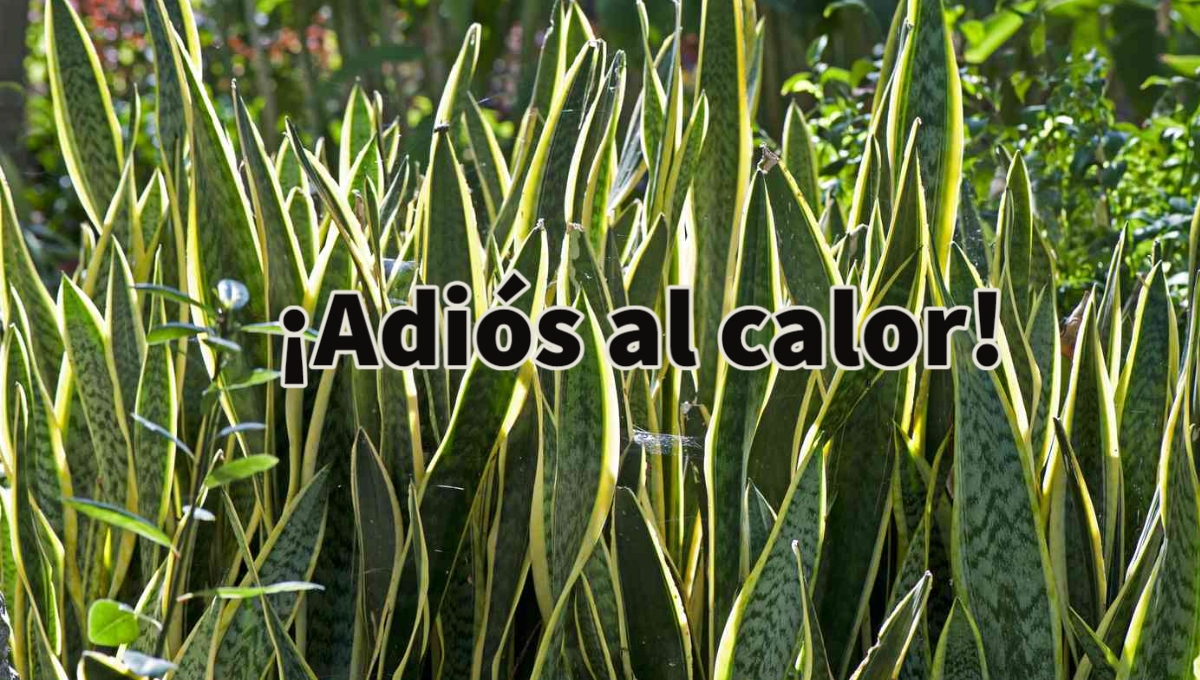 ¿Qué plantas de Yucatán ayudan a reducir el calor?