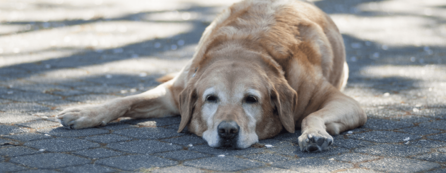 ¿Cómo proteger a tus mascotas de un golpe de calor?