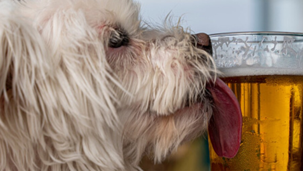 Perro toma cerveza y termina con cruda; genera controversia en redes sociales: VIDEO