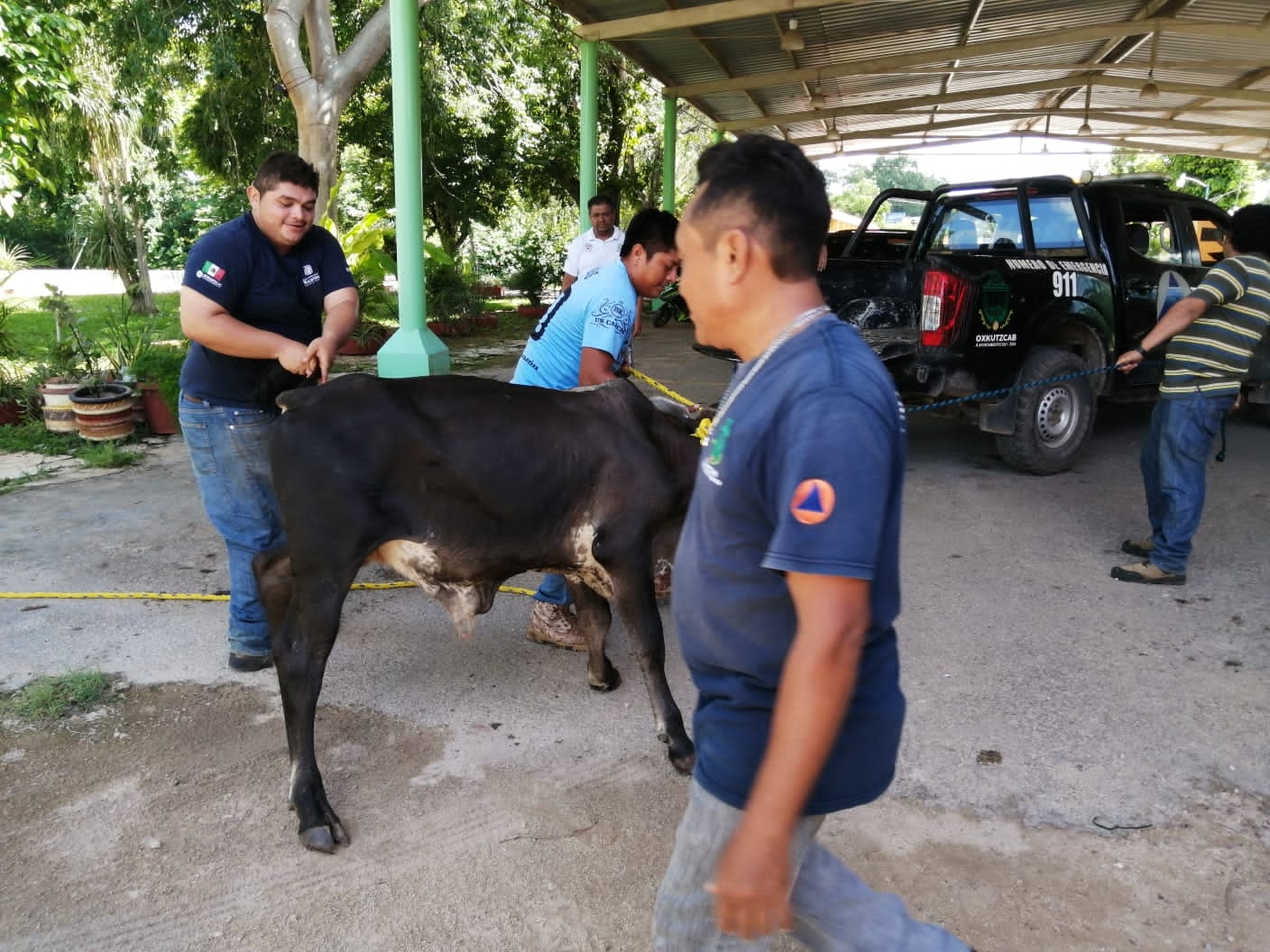 Policías de Oxkutzcab se convierten en toreros; atrapan a un bovino en las calles