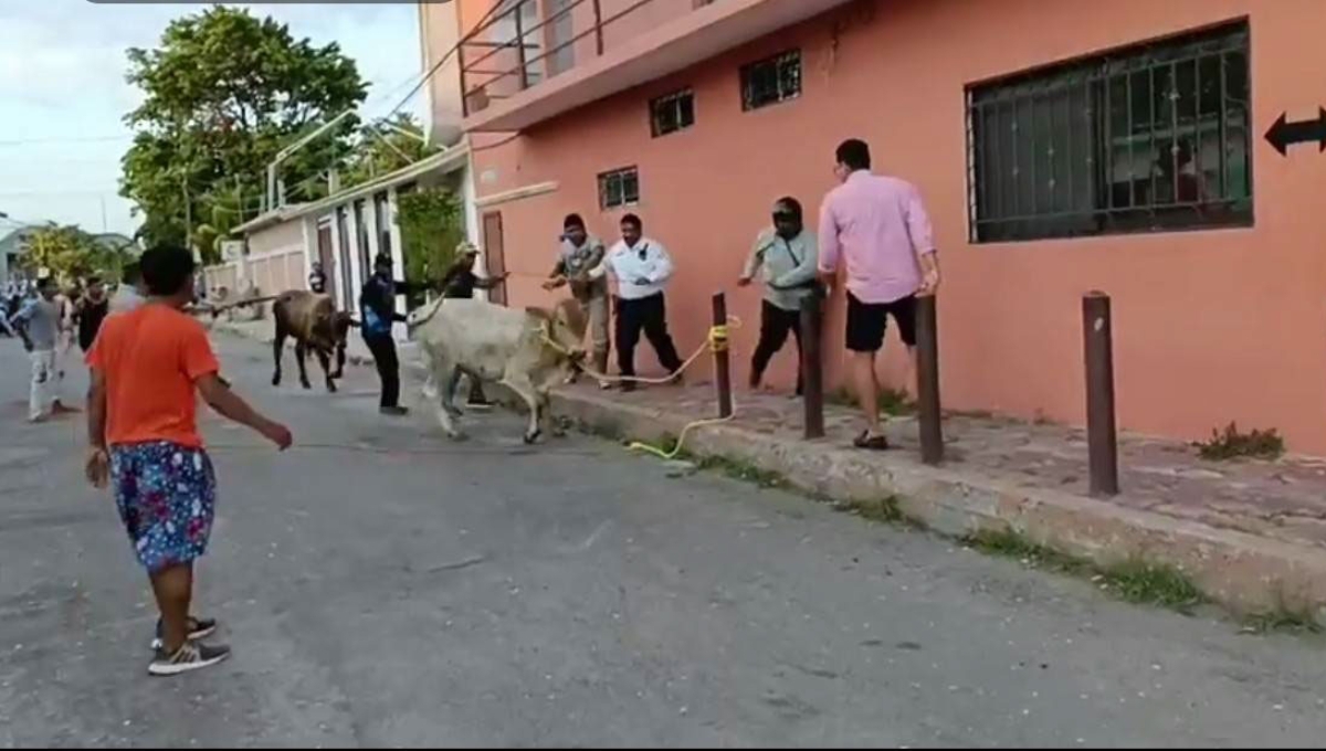 Vacas generan persecución al escaparse en Ciudad del Carmen; dañaron un auto