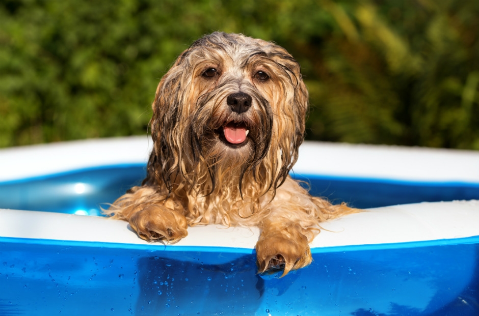 ¿Cómo proteger a tus mascotas ante la ola de calor en México?