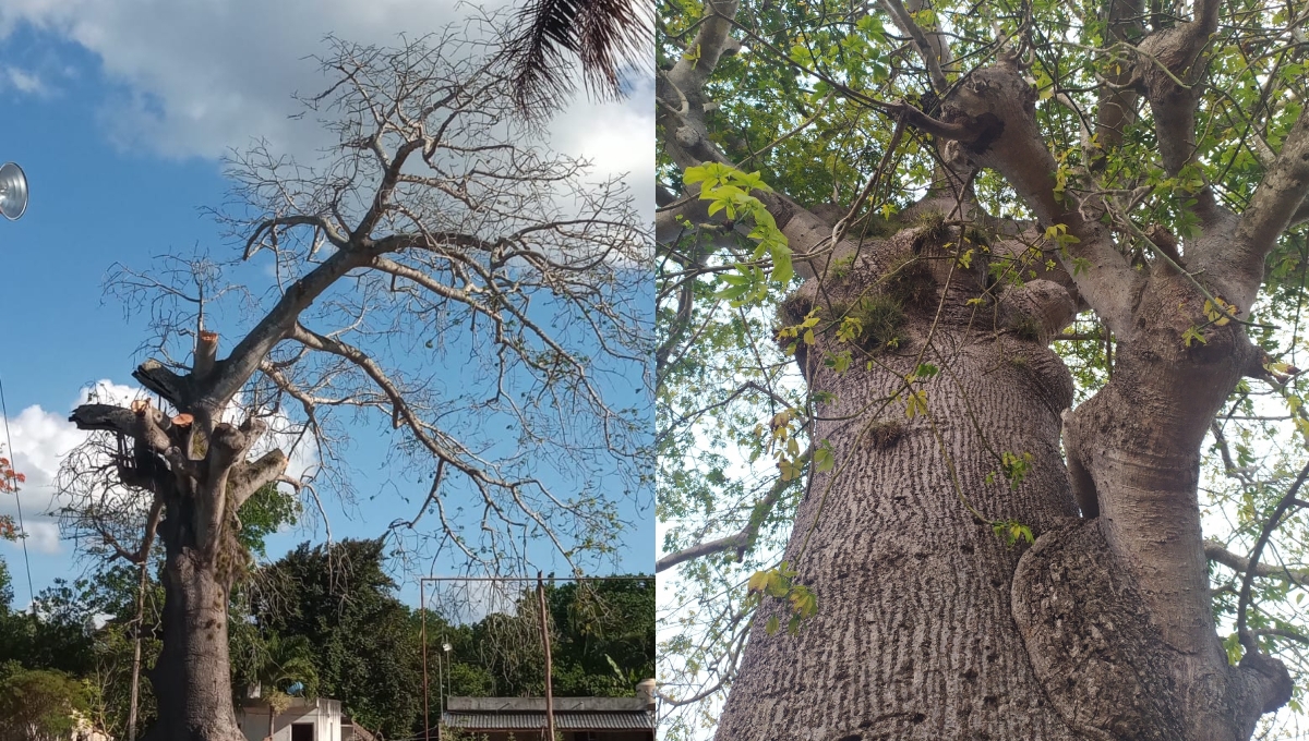 Según comentan habitantes de Sucopó, el ícono ejemplar árbol tiene más de 300 años