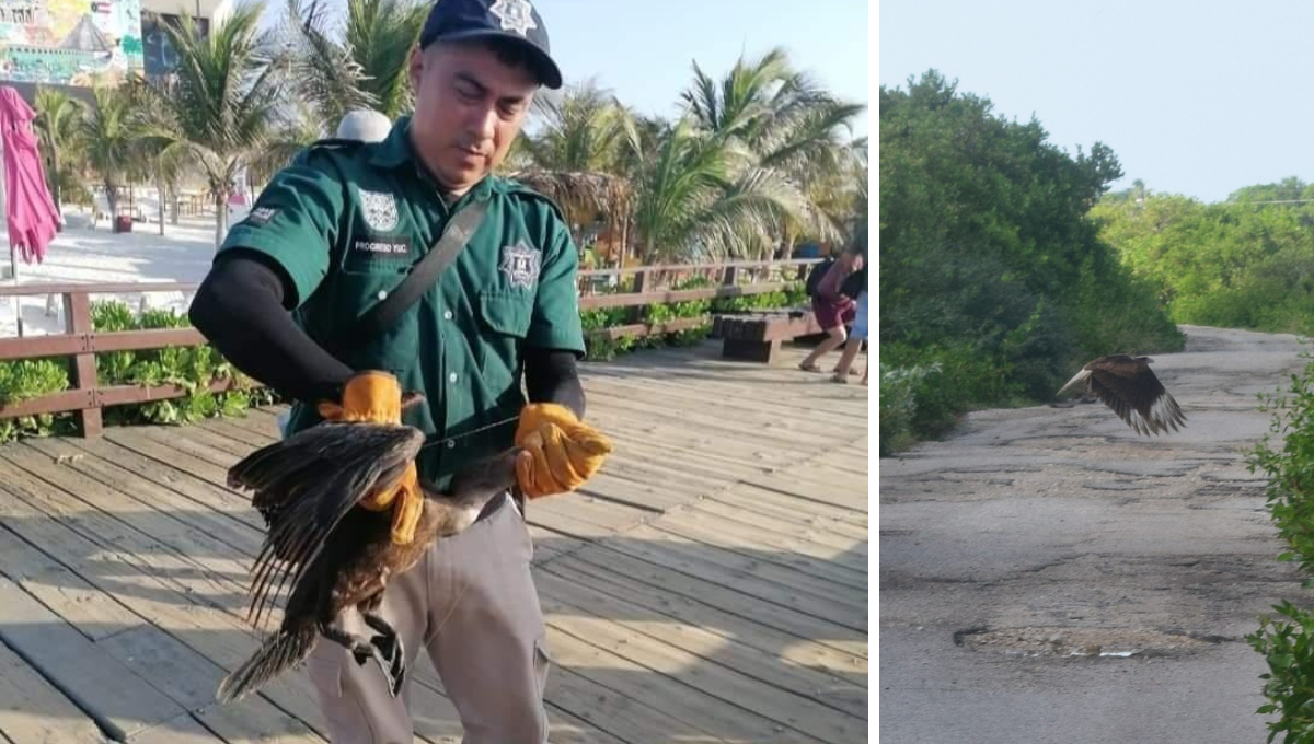Pescadores capturan a extraña ave en el Muelle de Chocolate en Progreso