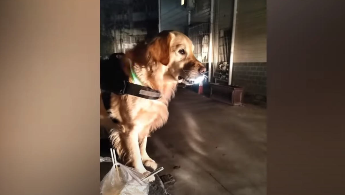 Perrito acompaña a su dueña a casa cada noche ¡El mejor guardaespaldas!: VIDEO
