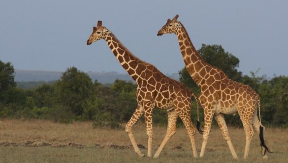 7 vertebras posee el cuello de una jirafa ,y pueden llegar a medir hasta 30 cm.