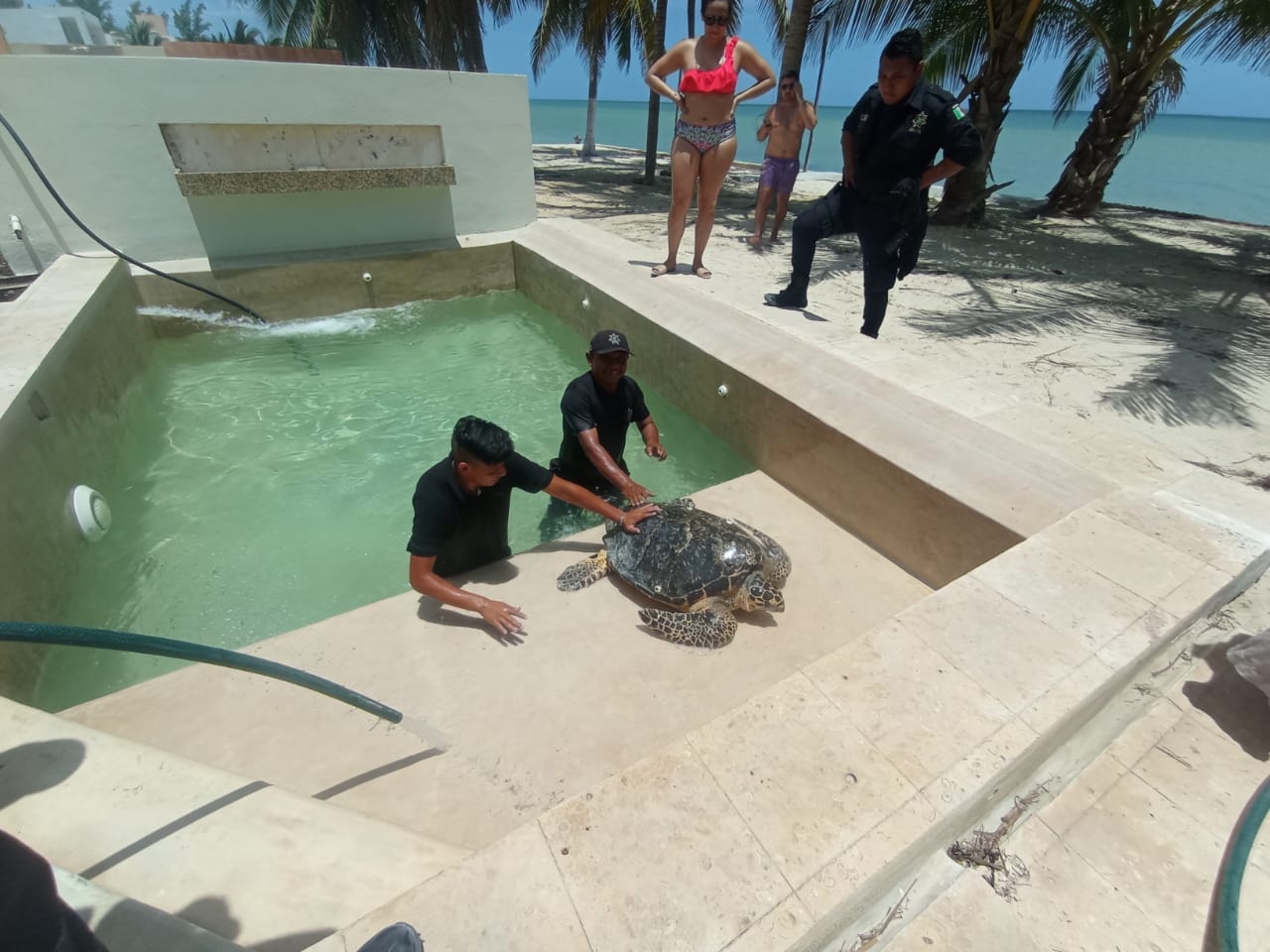 Rescatan a tortuga de carey que cayó a una piscina en San Bruno, Dzemul