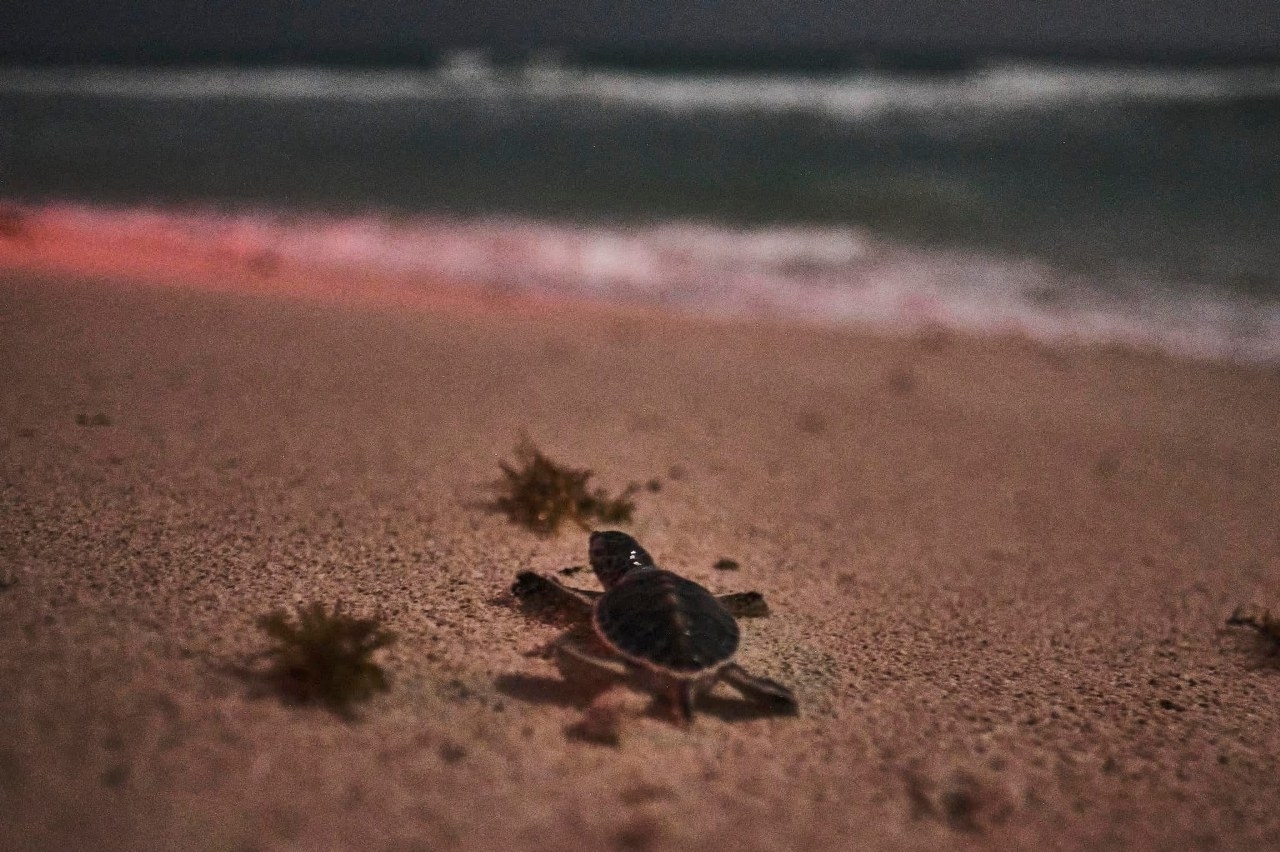 Nacen 91 tortugas en Isla Mujeres; prevén la liberación de 100 mil crías