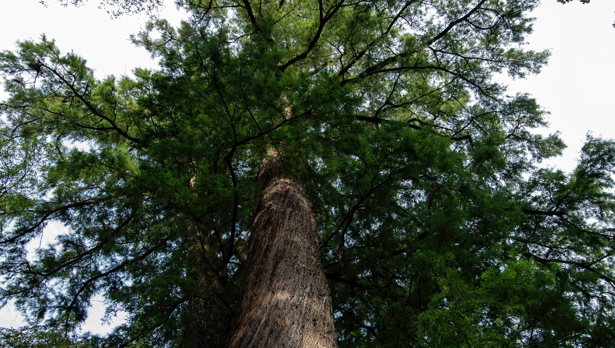 Los árboles pueden mitigar las altas temperaturas de Yucatán