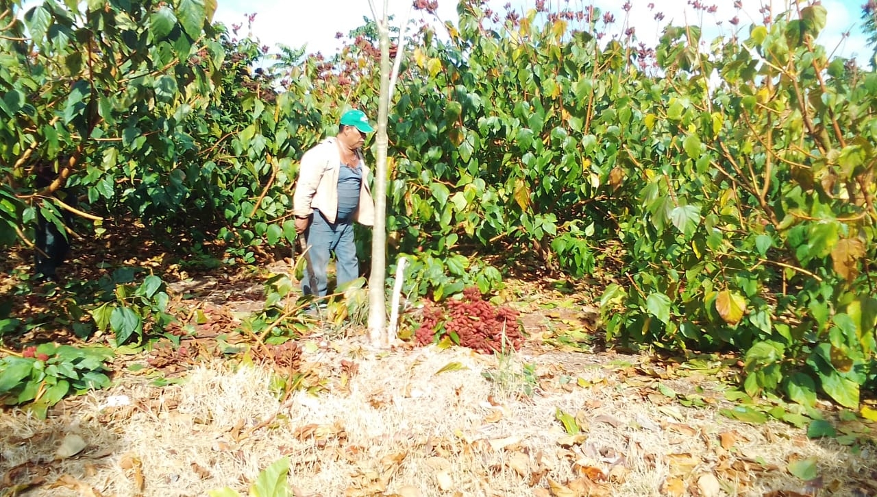 Pocas plantas del programa Sembrando Vida mueren por las altas temperaturas en Campeche