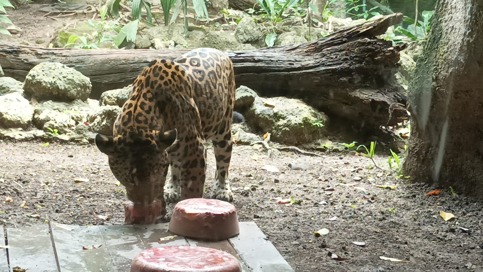 Ola de calor: Refrescan a animales del Zoológico en Chetumal con paletas heladas