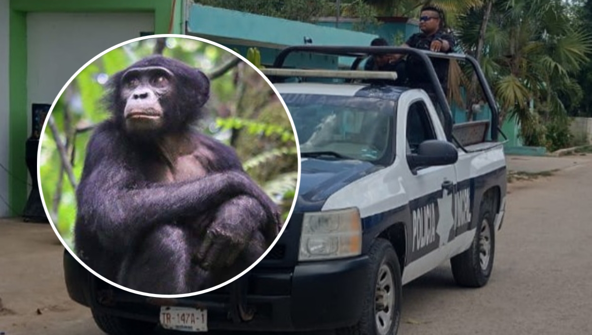 Abuelito de José María Morelos pierde a su mascota... ¡Un chimpancé africano!