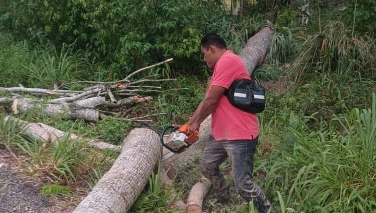 Fuertes vientos y lluvias derriban árboles en la carretera Escárcega-Chetumal