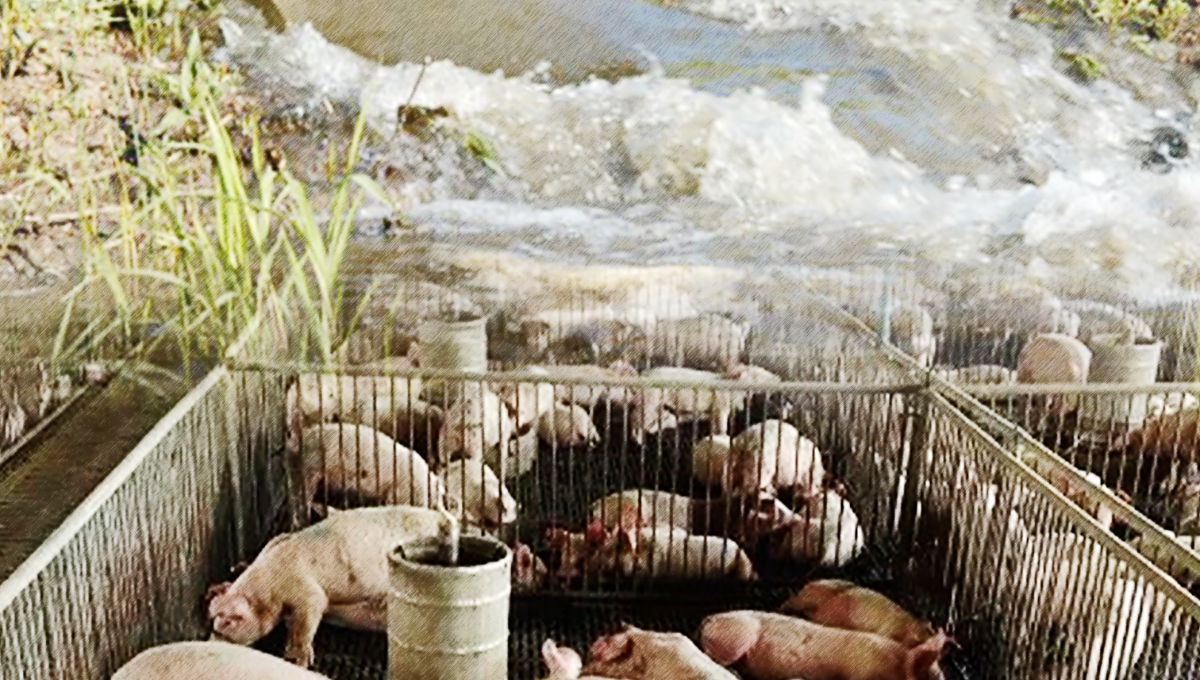 UNICORNIO: ¿De quién es la culpa? Contaminación por las granjas porcícolas en Yucatán