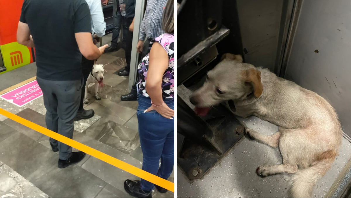 Rescatan a dos perritos de las vías del Metro de la CDMX