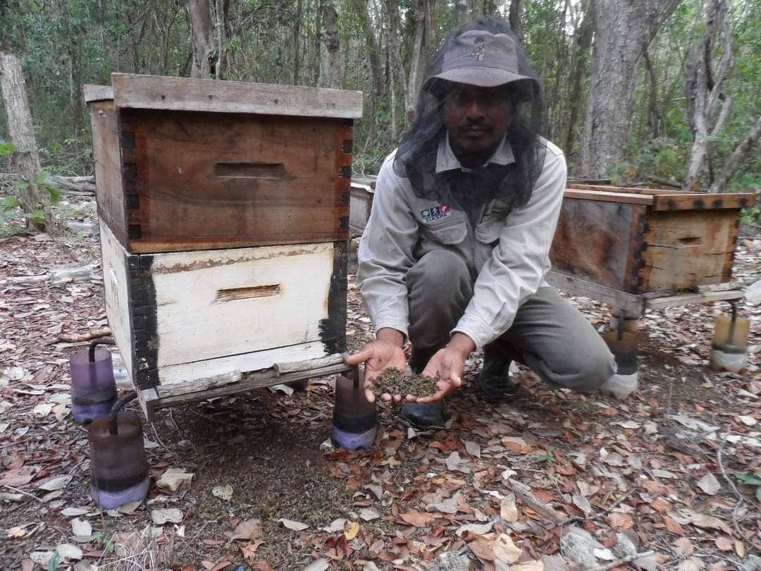 Instituto de Ecología considera 'tóxico' a Hopelchén por la muerte de miles de abejas