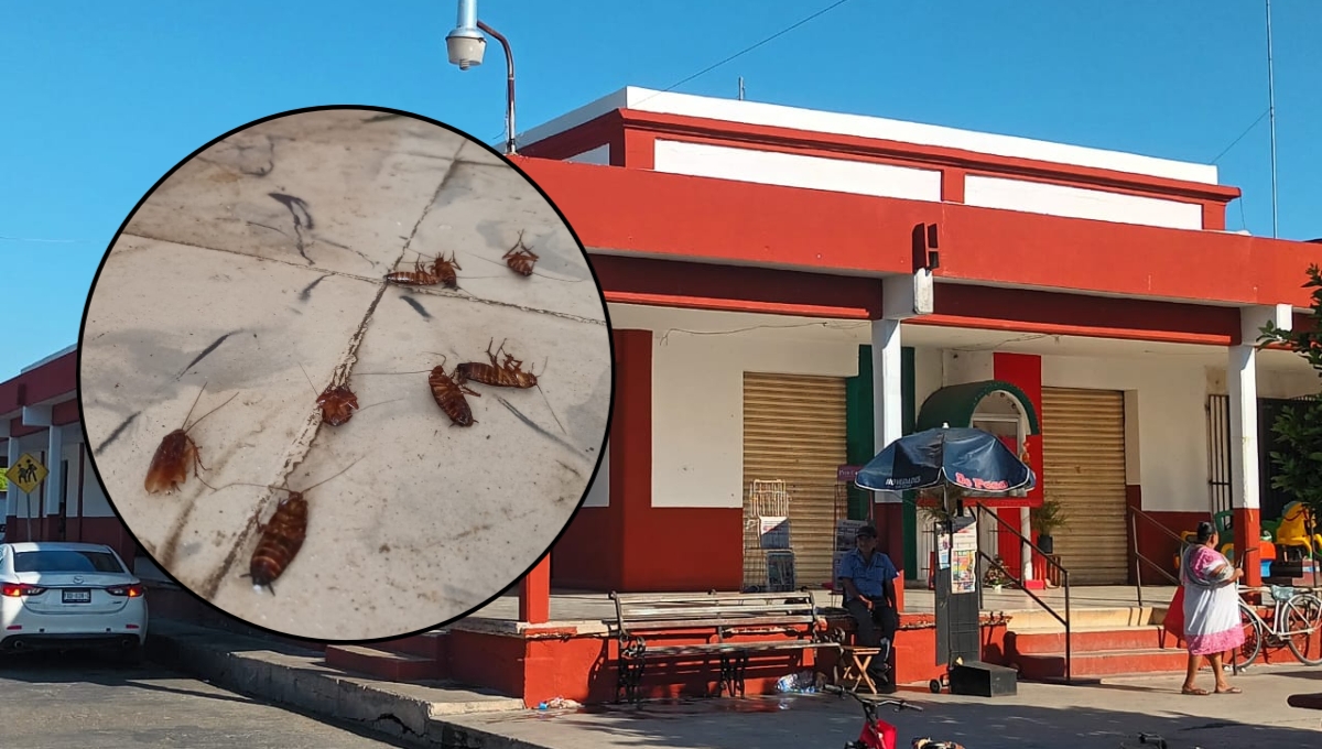 Cucarachas invaden el mercado municipal de Motul