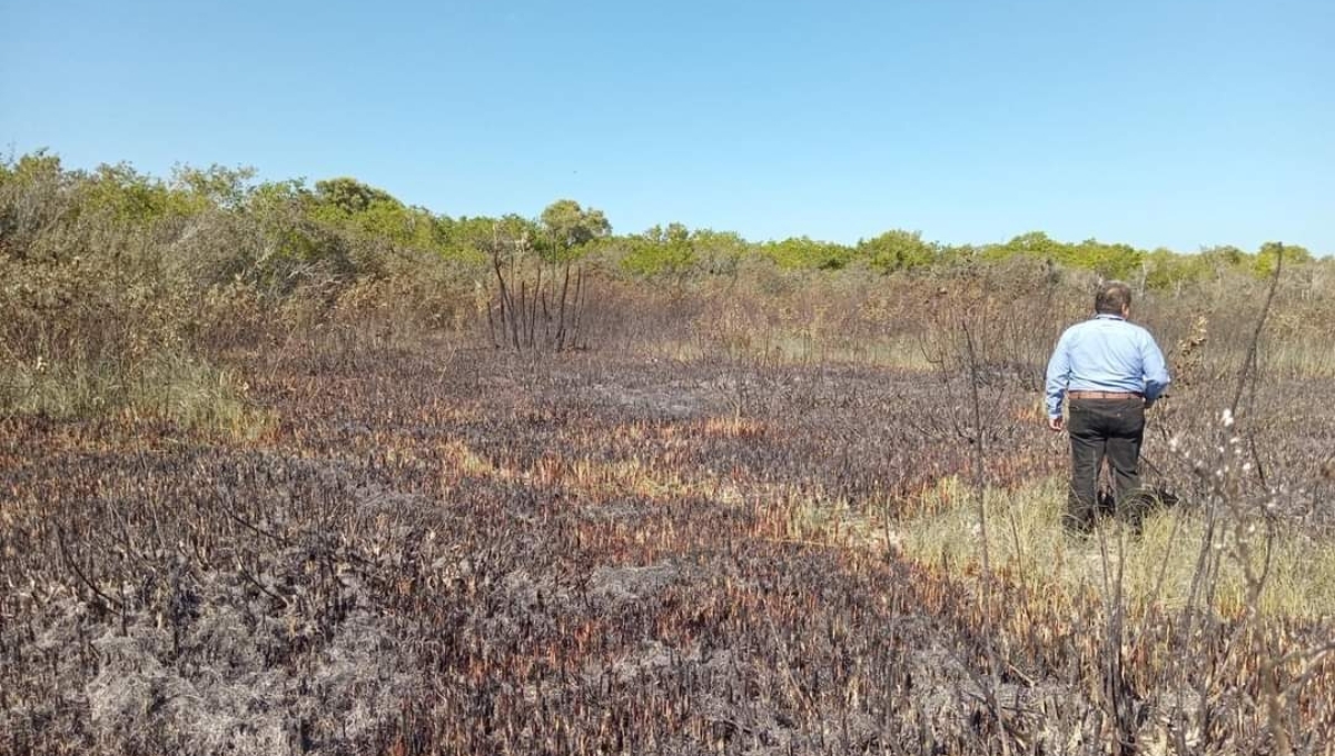 Acusan a la comunidad menonita de Campeche por deforestar la selva con incendios provocados