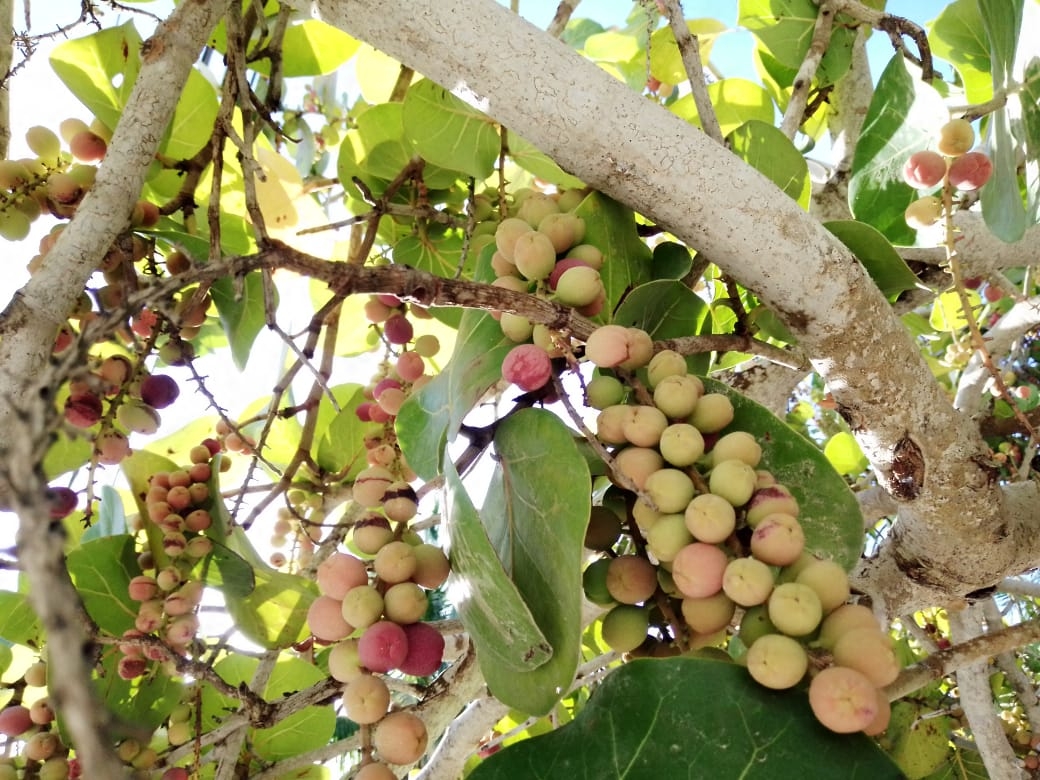 Las uvas playeras se cosechan en julio y agosto