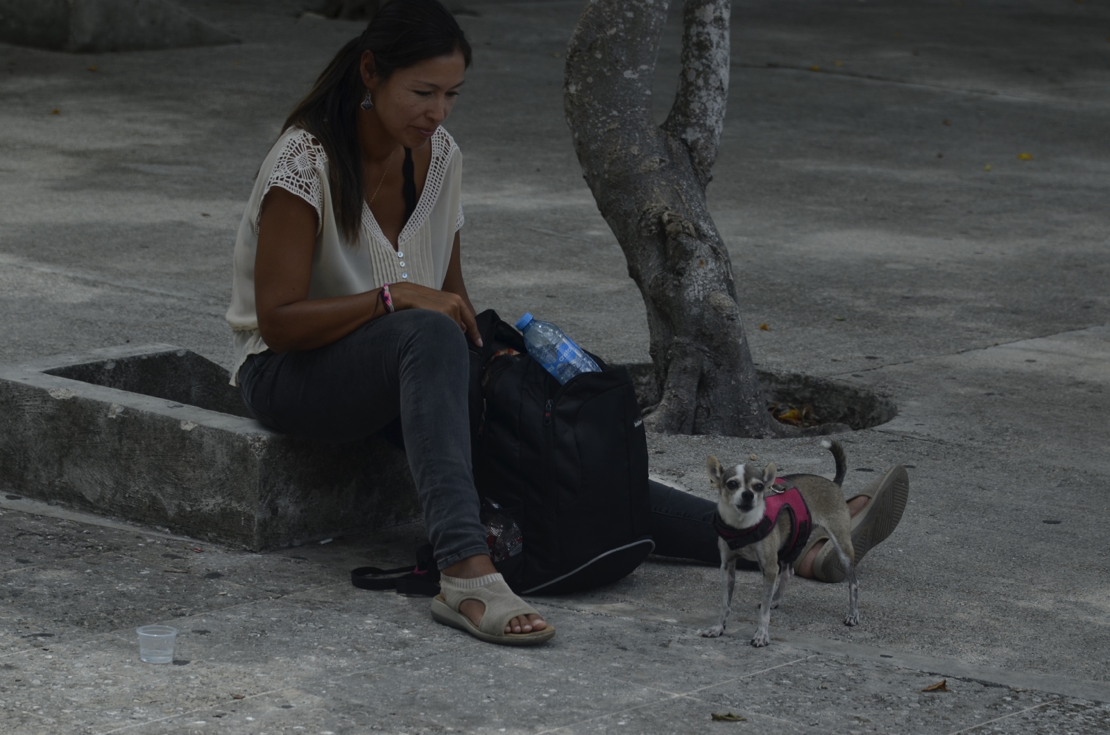 Chihuahua regresa con su dueña a San Luis Potosí desde el Aeropuerto de Cancún
