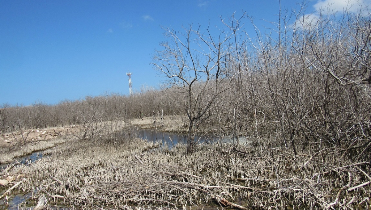 Los petenes, manglares, playas, dunas y selvas están sufriendo graves daños