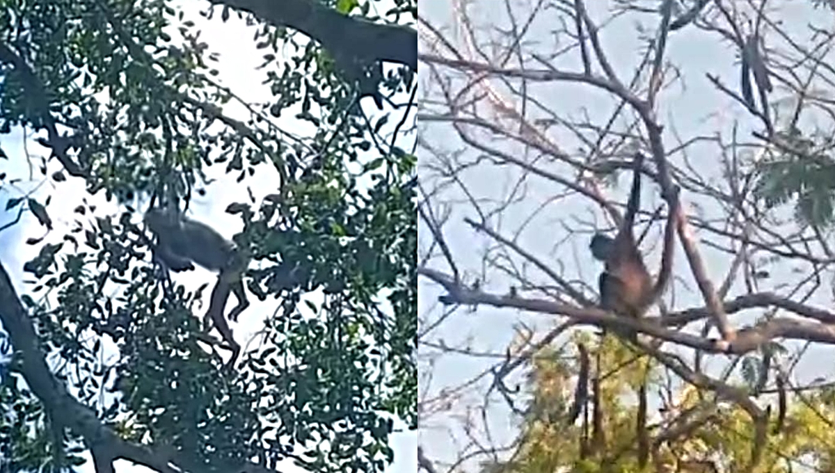 Captas a monos en los árboles de Dzidzantún, Yucatán: VIDEO