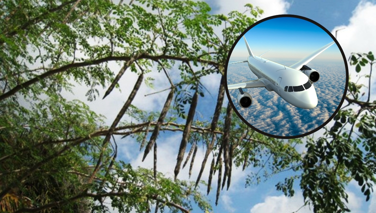 Moringa, de planta medicinal en Yucatán a combustible para aviones