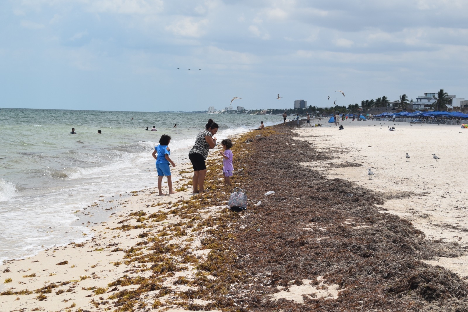 Sargazo amenaza con ahuyentar a turistas de las playas de Yucatán