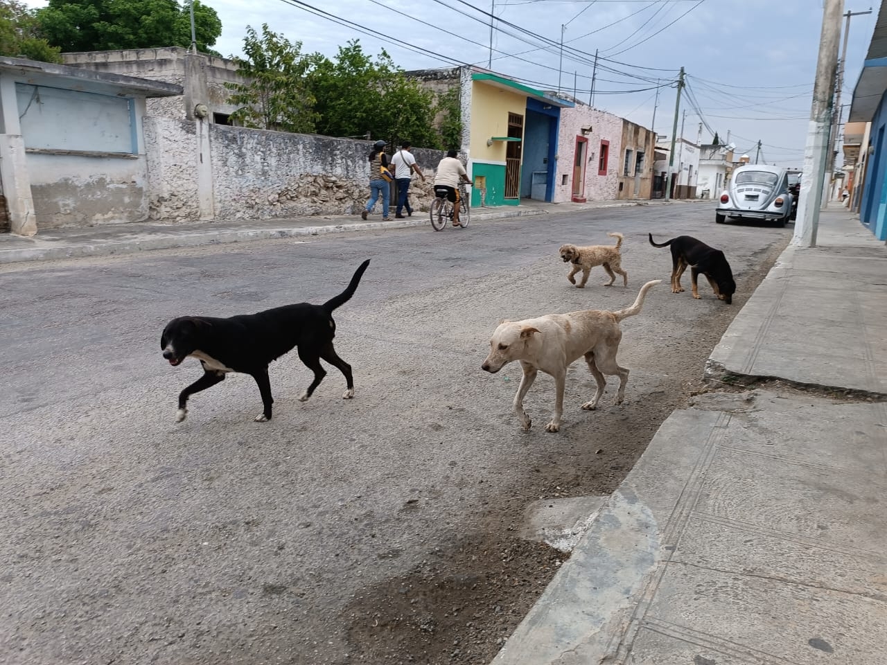 Perros se adueñan de las calles en Yucatán; se calcula hay más de 100 mil