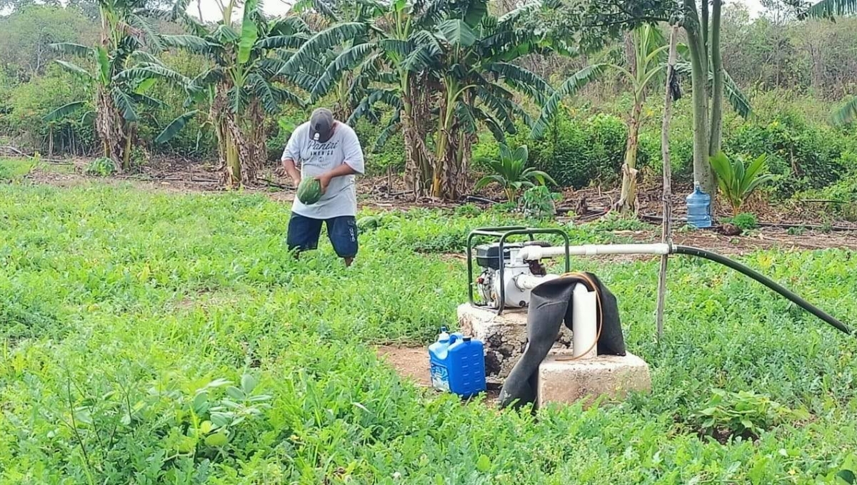 Productores de Kantunilkín, sin ayuda de Gobierno para acabar con las plagas en hortalizas