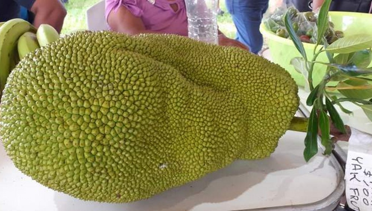 Conoce la 'yaca', fruta exótica de 90 centímetros que crece en Quintana Roo