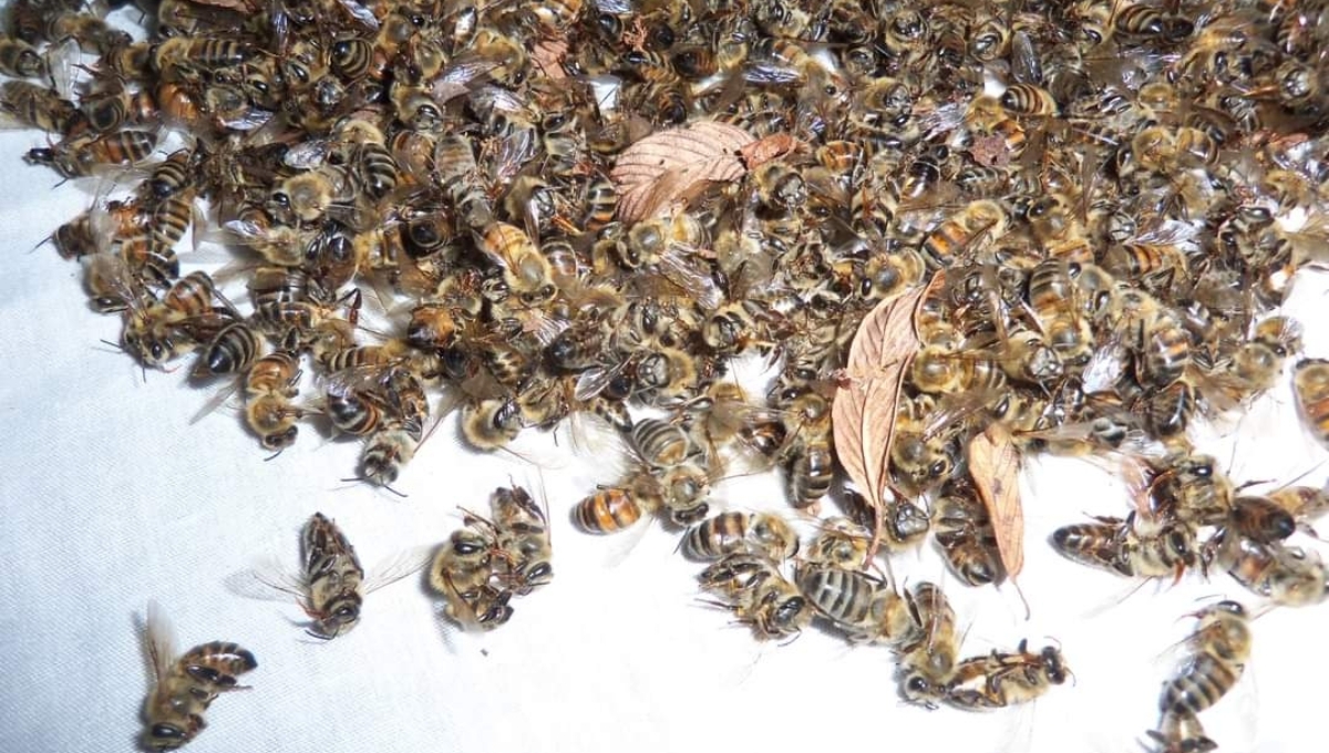 Juez de Campeche ordena frenar actividades que causan la muerte de abejas