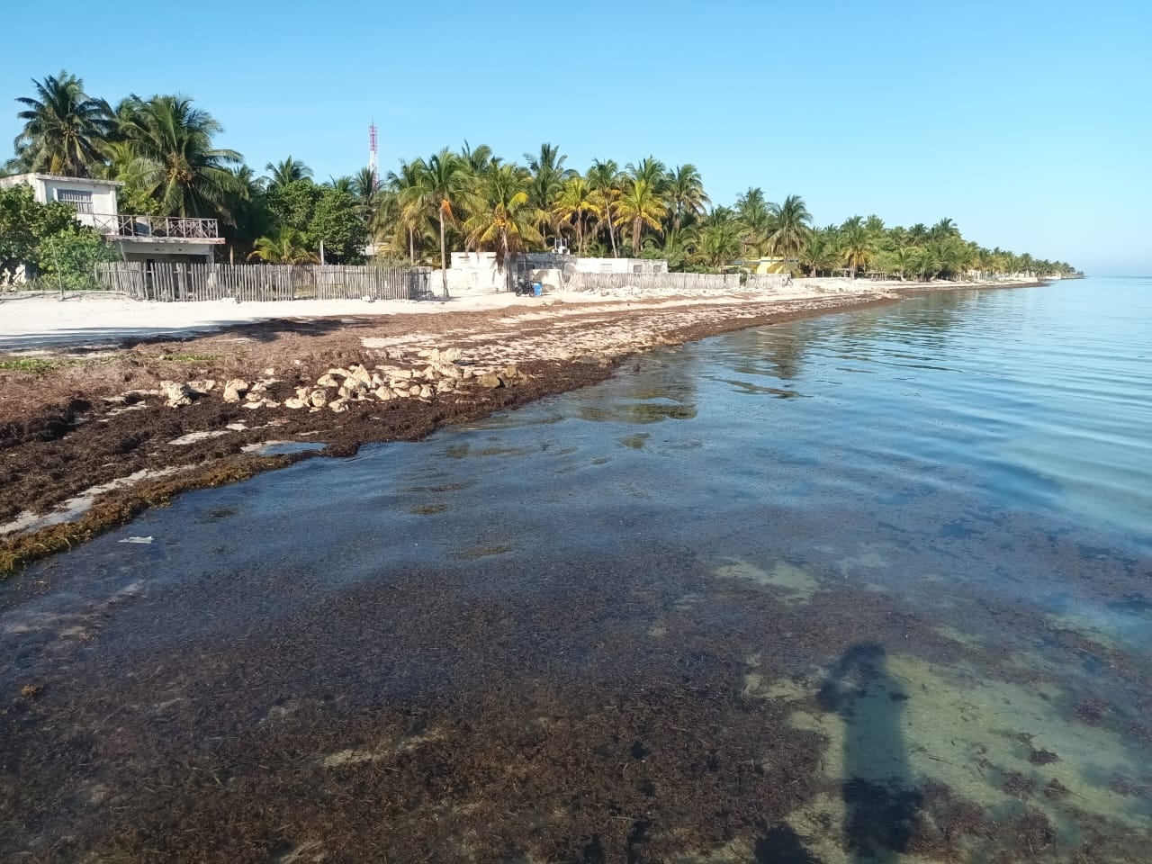 La llegada de sargazo a las costas de Yucatán afectarán al turismo
