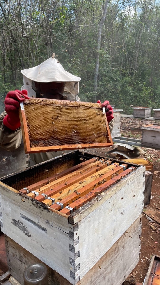 Invasión de miel china causa el desplome del precio de un 60% en Carrillo Puerto