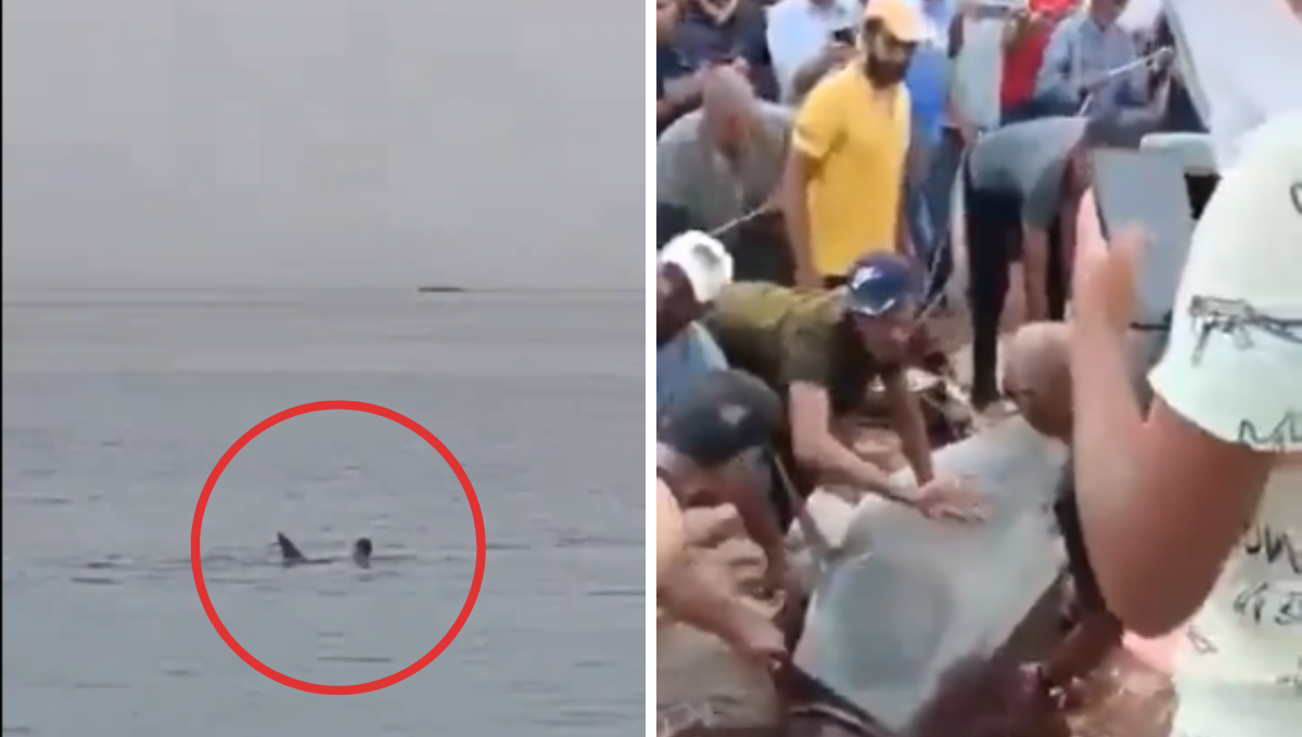 Captan el momento en que tiburón mata a un joven ruso en Egipto: VIDEO