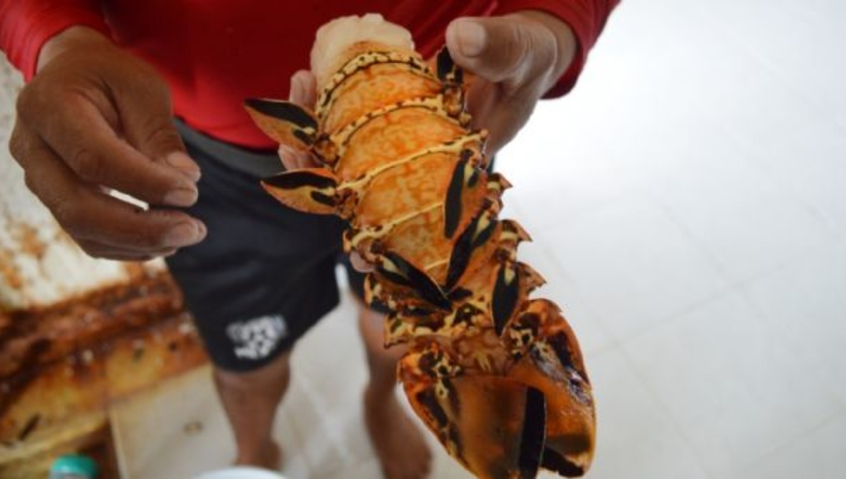 Temporada de langosta decepciona a pescadores de Yucatán; venden el kilo en 500 pesos
