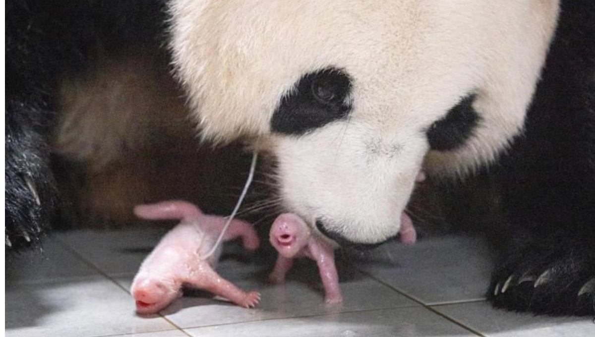 Así lucen los primeros pandas gemelos que nacieron en Corea del Sur: VIDEO