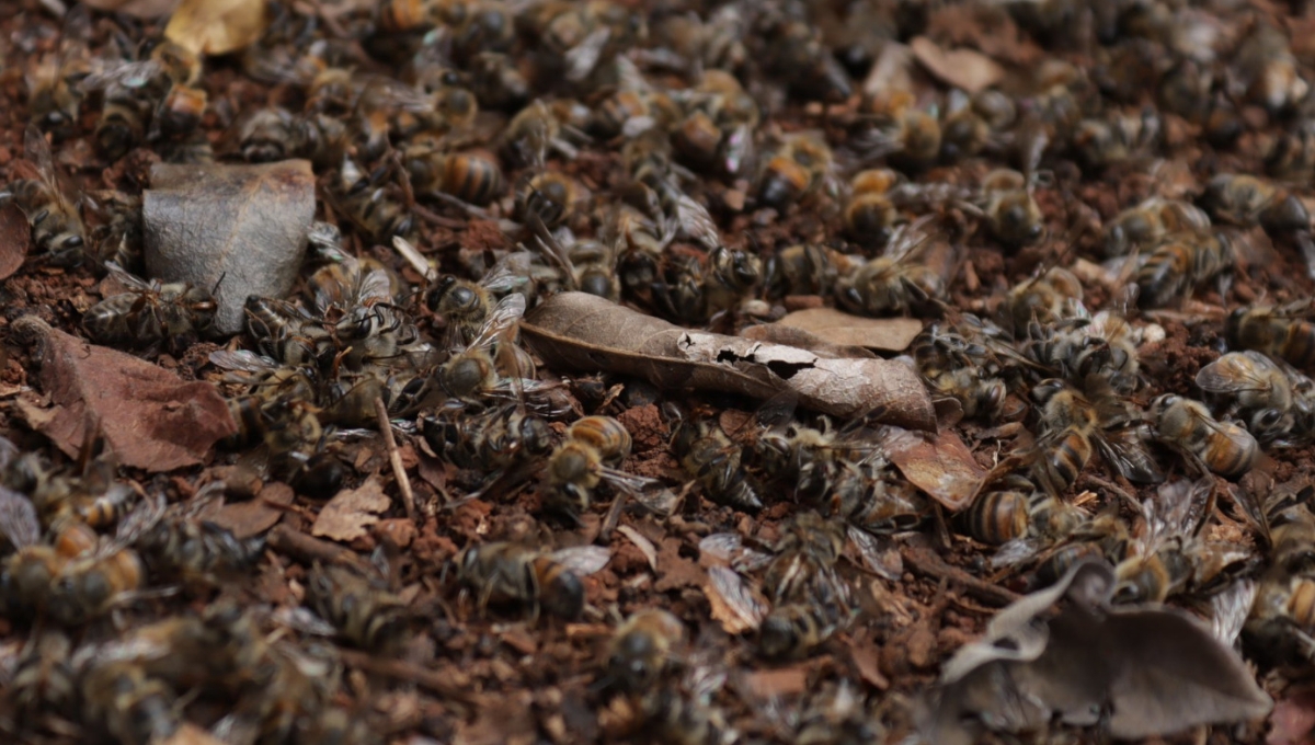 Muerte masiva de abejas en Campeche llega al Senado; PRI lamenta desinterés del gobierno