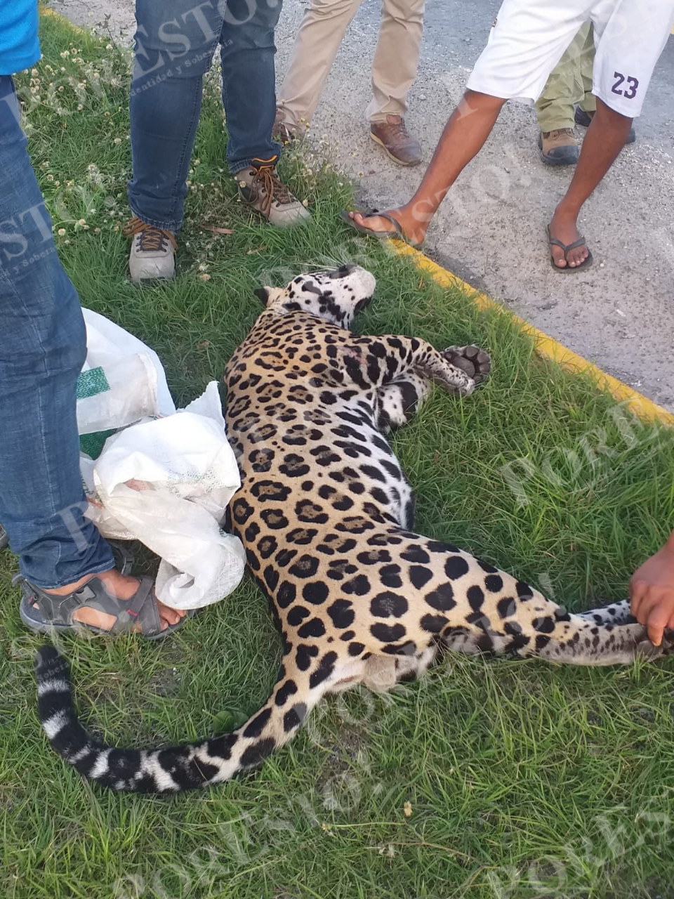 Atropellan a jaguar en la vía rumbo a Tulum