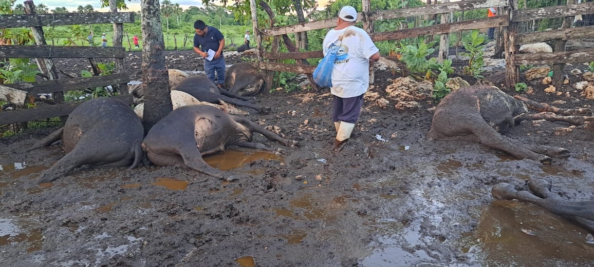Caballos, toros y borregos mueren electrocutados en Tizimín, Yucatán