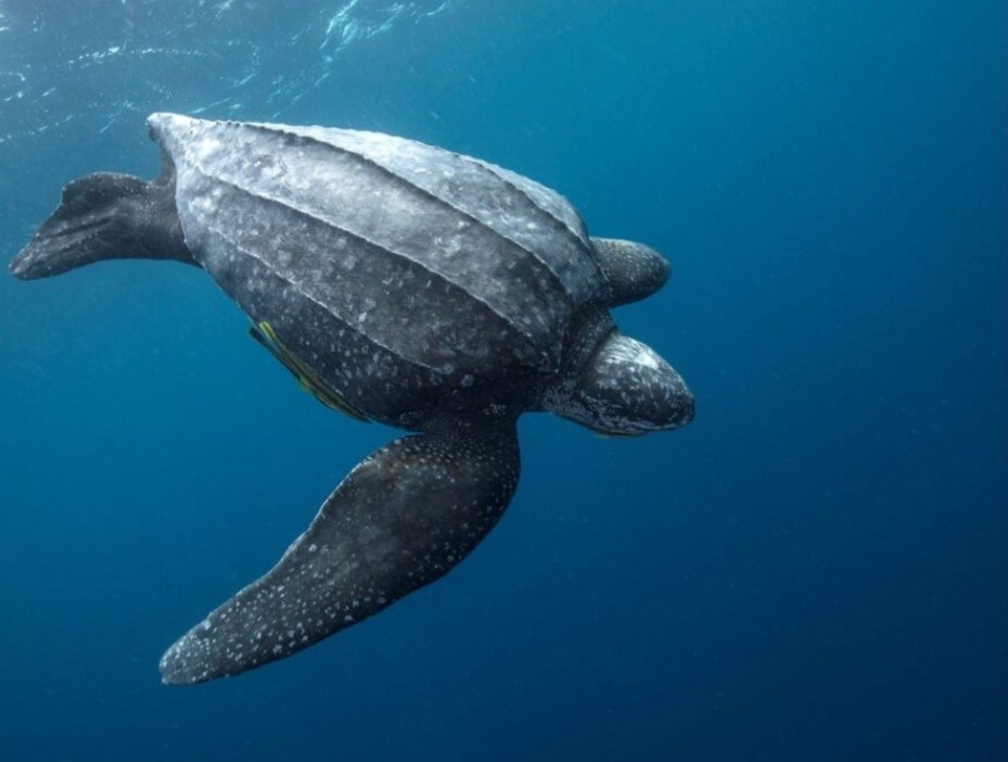 Laúd, la tortuga más grande del mundo, llega a Quintana Roo