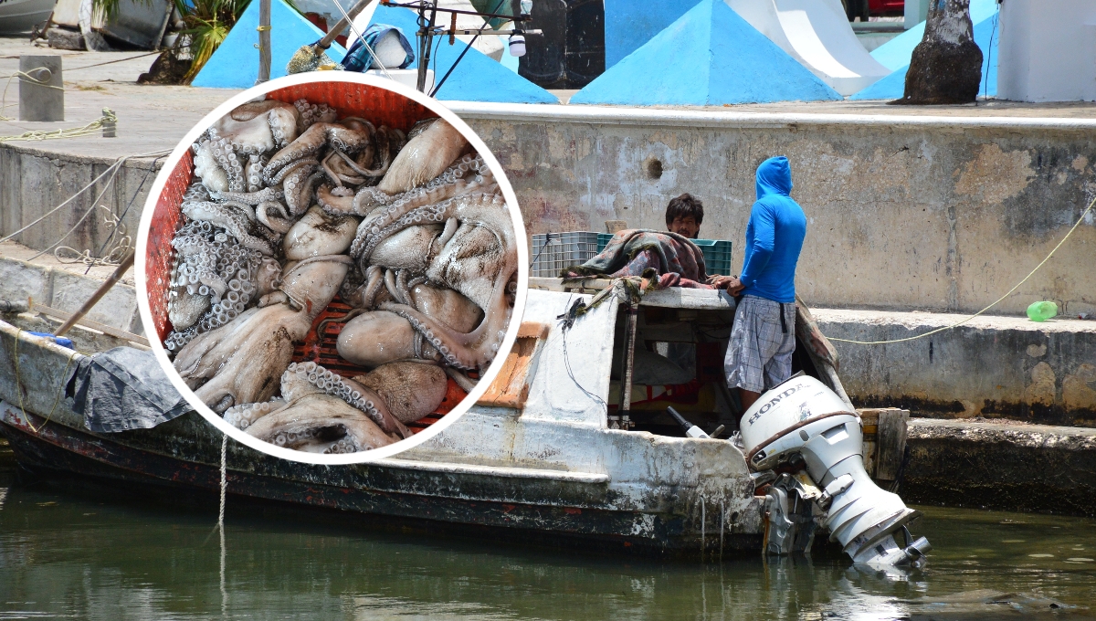 Los pescadores temen no recuperar su inversión al salir a la captura del pulpo