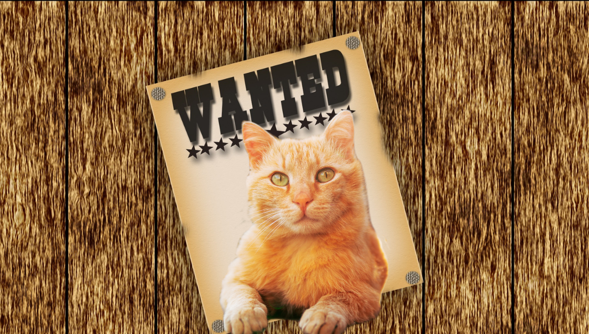Gato desaparecido posa junto a su cartel de “se busca”