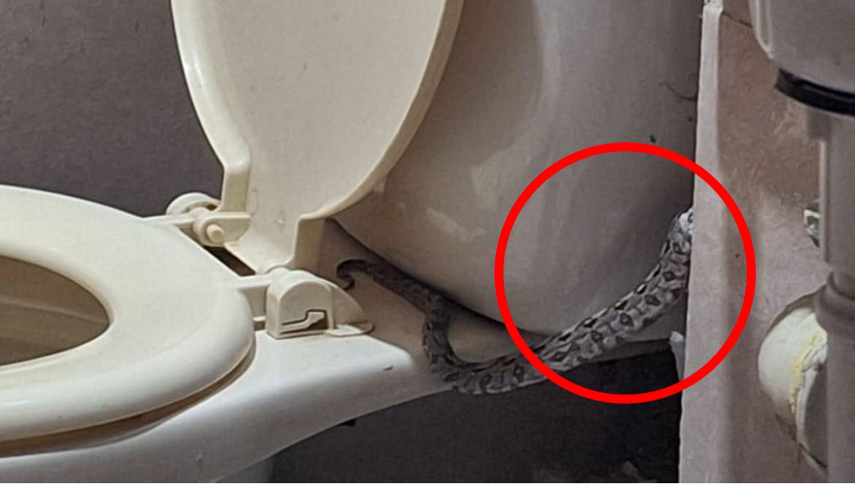 Dos serpientes ratoneras fueron halladas en el baño de una casa en Kanasín