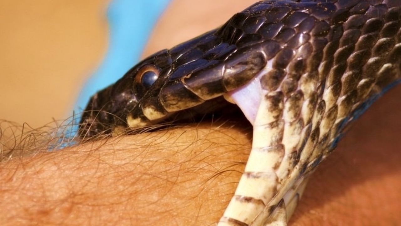 Sólo cinco serpientes son venenosas en Yucatán