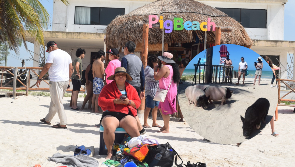 Playa de los cerditos, la favorita de los turistas en Yucatán; llegan 10 mil cada fin de semana